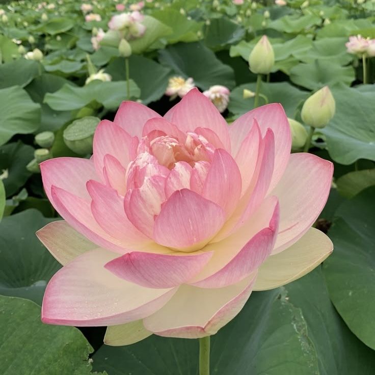 Lotus Flower